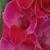 gladioluscflosuzannenagc1a