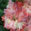 gladiolusffloashtoksantanas
