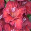 gladiolusfflodzukelisantanas