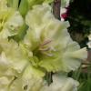 gladiolusfflogreensnowflakeantanas