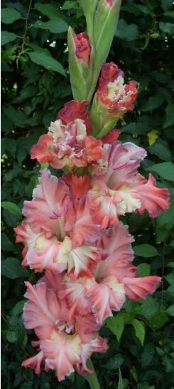 gladiolusfflohashtoksantanas