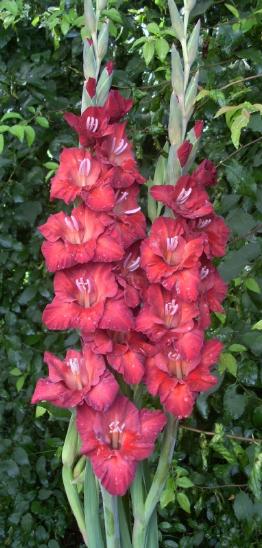 gladiolusfflohdzukelisantanas
