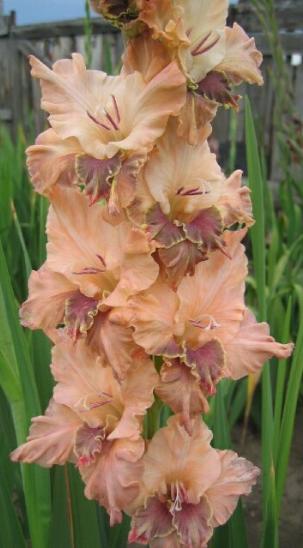 gladiolusfflohslastenanagc