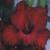 gladioluscflocherokeenationnagc1a1