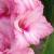 gladioluscflodelightfulnagc1a