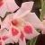 gladioluscfloelvirarvroger1a1a