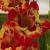 gladioluscflofiestaamericananagc1a