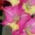 gladioluscflohotlinencoe1a1