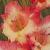 gladioluscfloislandsunsetnagc1a1
