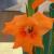 gladioluscfloladyelenorencoe1a1