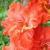 gladioluscflonimpkishnagc1a