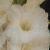 gladioluscflosnowowlnagc1a1