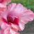 gladioluscflospritzernagc1a