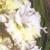 gladioluscflowarmwhitenagc1a1