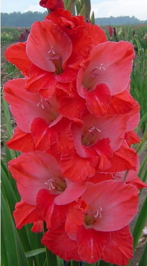 gladiolusffloambitiousnagc