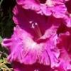 gladiolusffloannienagc