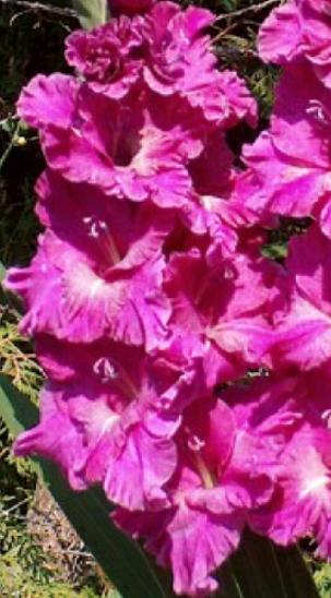 gladiolusfflohannienagc
