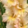 gladiolusfflobaldsbeautynagc