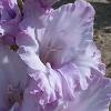 gladiolusfflobluebaynagc