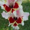 gladiolusffloboldheartnagc