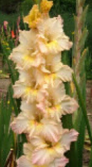 gladiolusfflohbaldsbeautynagc