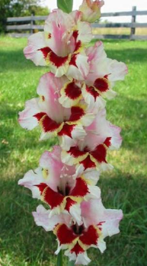 gladiolusfflohboldheartnagc