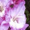 gladiolusfflocrowdpleasernagc