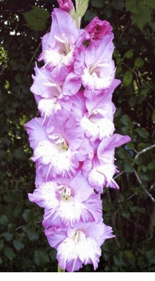 gladiolusfflohcrowdpleasernagc