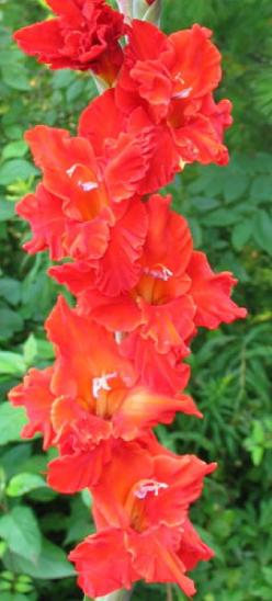 gladiolusfflohcypresscreeknagc