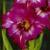 gladioluscfloannalynnnagc1a1a