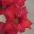 gladioluscflocherryberryncoe1a1a