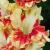 gladioluscflofiestafrenzynagc1a1