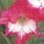 gladioluscflohighstakesnagc1a1