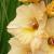 gladioluscflohurondestinynagc1a1