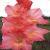 gladioluscflojupiternagc1a1a