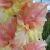 gladioluscflonezhnostnagc1a1a