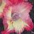 gladioluscflowrigleynagc1a1