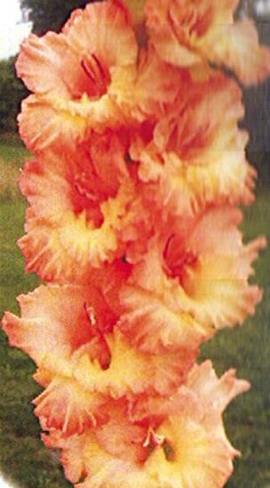 gladiolusfflohdreamonnagc