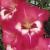 gladioluscfloreddeernagc1a