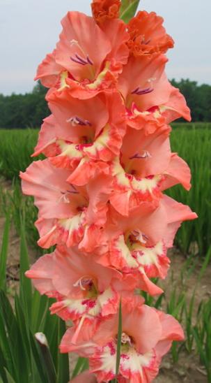 gladiolusfflohexpresidentnagc