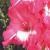 gladioluscflookouzleinnagc1a1