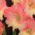 gladioluscfloslickchickncoe1a1