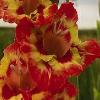 gladiolusfflofiestaamericananagc