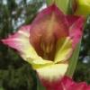 gladiolusffloflowergirlnagc