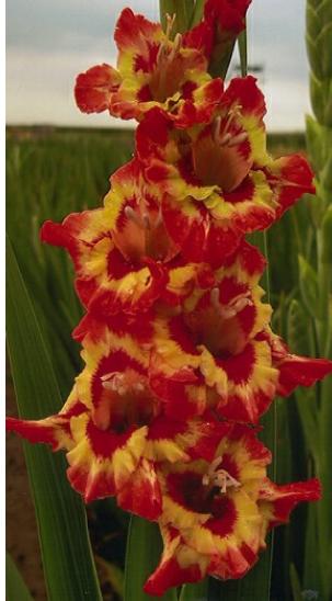 gladiolusfflohfiestaamericananagc