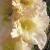gladioluscfloimmaculateheartnagc1a1