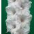 gladioluscfloflorencenightingalencoe1a1