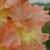gladioluscfloheavenlygoldnagc1a
