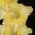 gladioluscflojayveencoe1a1