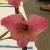 gladioluscflolittlejudencoe1a1
